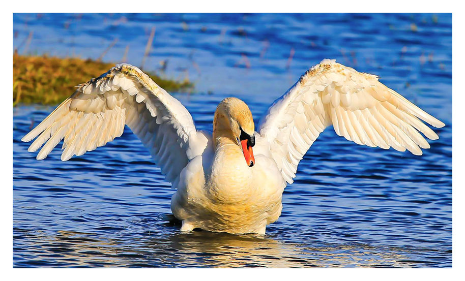 Volume 2 of Ron Coopers fabulous photographs of British and European birds.... Click to view...